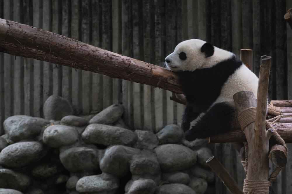 Panda géant mignon