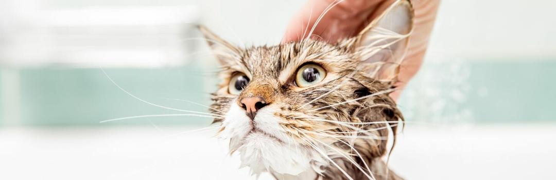 Comment et pourquoi laver son chat ?