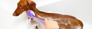 Comment laver un chien qui a peur de l'eau ?