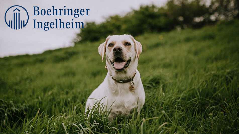 boehringer laboratoire pour les médicaments vétérinaires