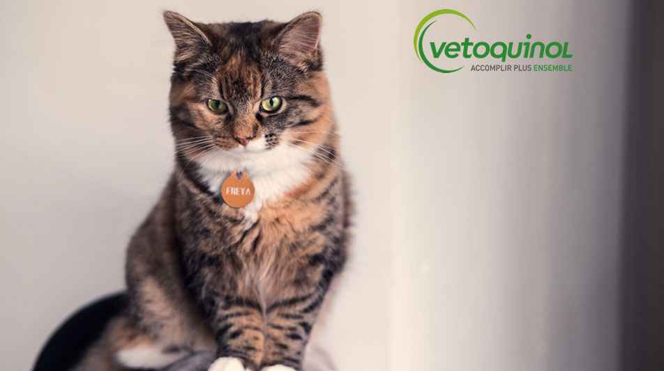 Vetoquinol est un laboratoire vétérinaire français