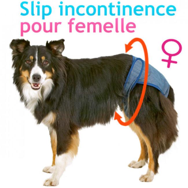 Slip incontinence et fuite urinaire pour chien et chienne