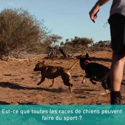 Est-ce que toutes les races de chiens peuvent faire du sport ?