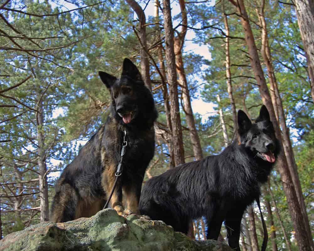 Promener son chien en groupe ou en solo ?