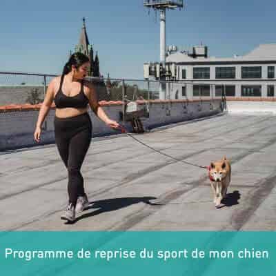 Programme de reprise du sport de mon chien