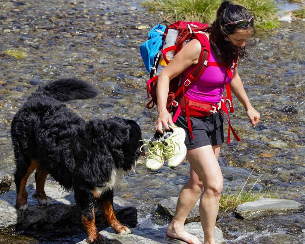 Quel est le meilleur moment pour promener son chien ?