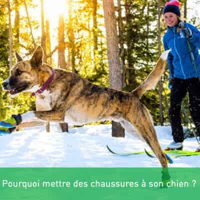 Pourquoi mettre des chaussures à son chien ?