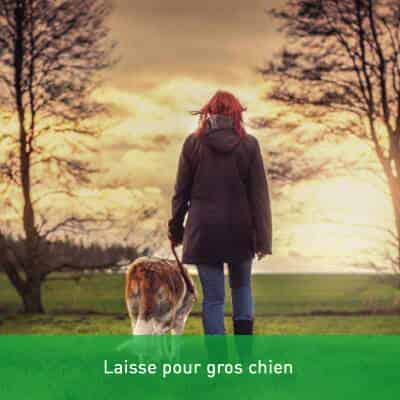 Laisse pour gros chien