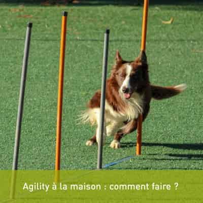 Agility à la maison : comment faire ?