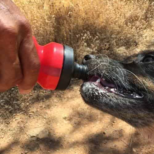 Quelle eau faut-il donner à son animal de compagnie ?