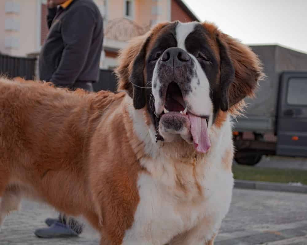 Saint Bernard