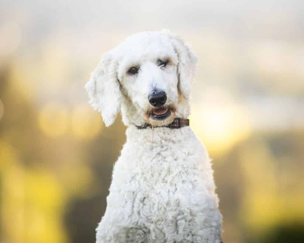 Caniche