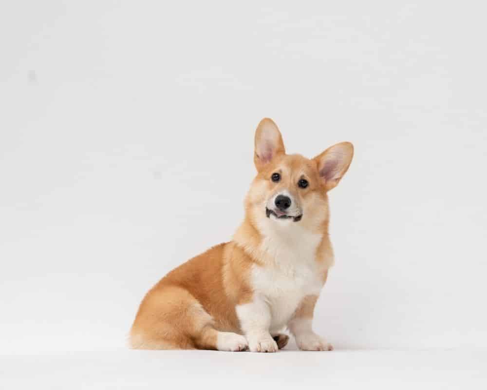 chien