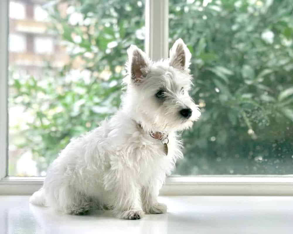 Westie