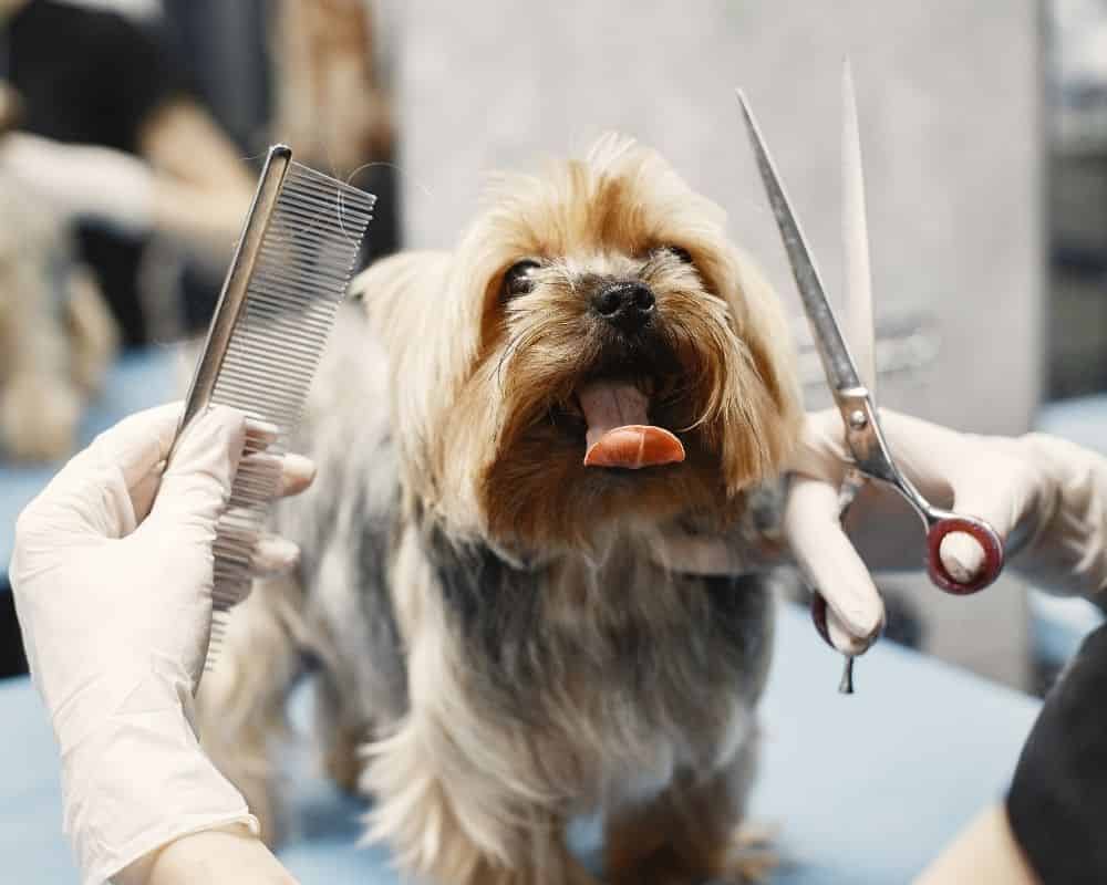 Désépaissir les poils de son chien