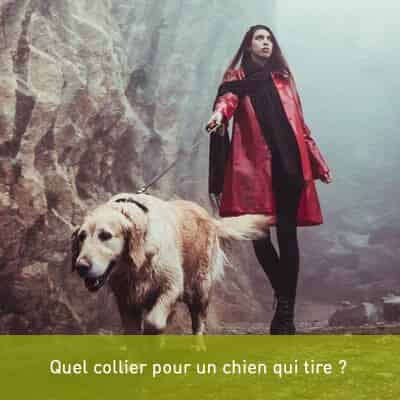 Quel collier pour un chien qui tire ?