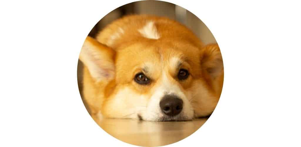 Arthrose du chien