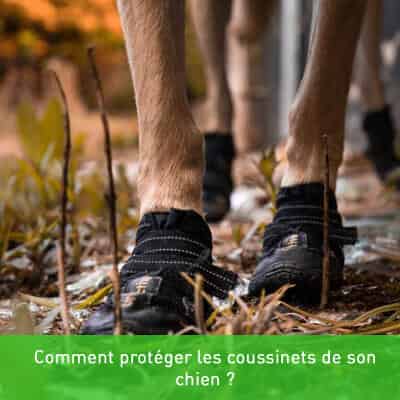 Comment protéger les coussinets de son chien ?