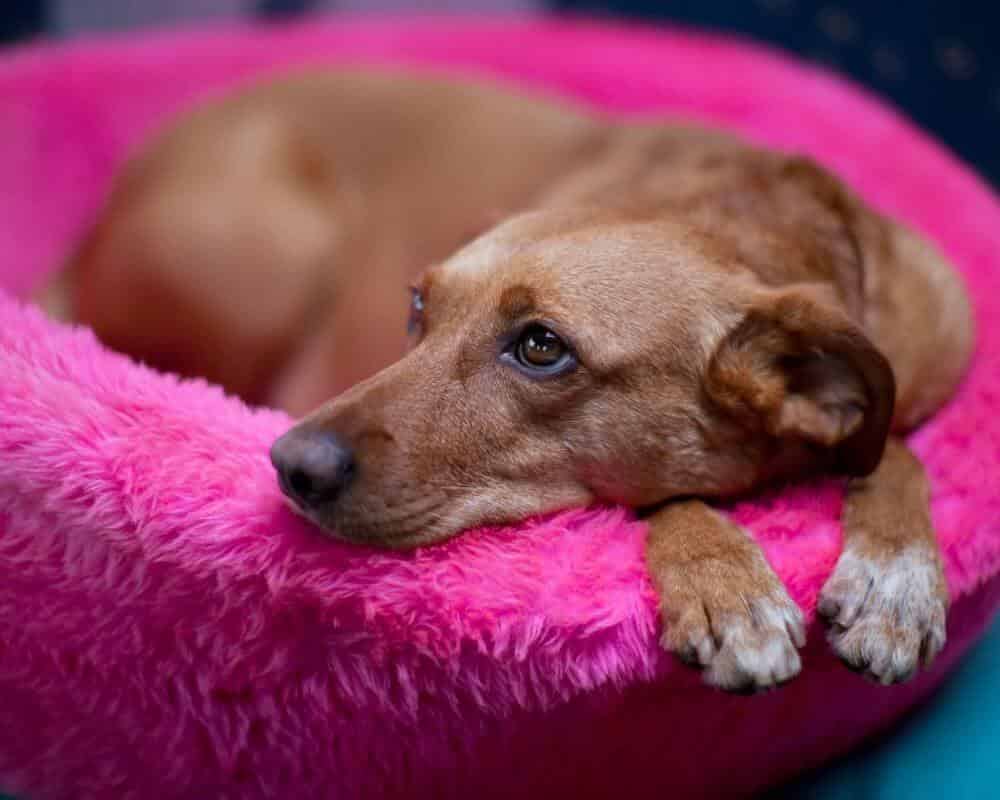Est-ce qu’après la stérilisation un chien femelle a encore ses règles ?