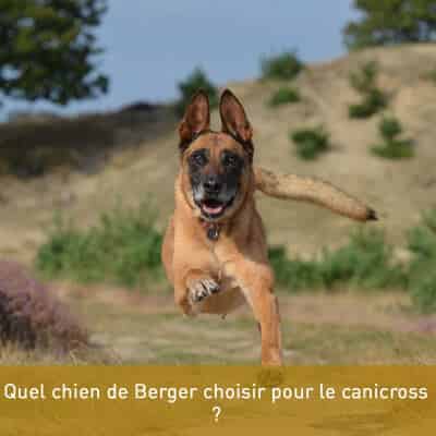 Quel chien de Berger choisir pour le canicross ?