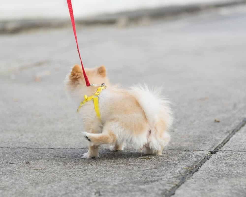 Combien de fois un chien fait pipi par jour ?