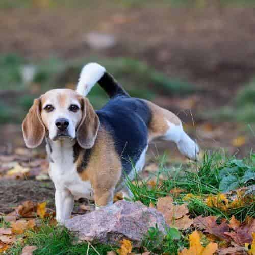 Combien de fois un chien fait pipi par jour ?