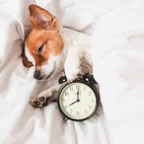 Combien de temps un chiot peut-il se retenir la nuit ?