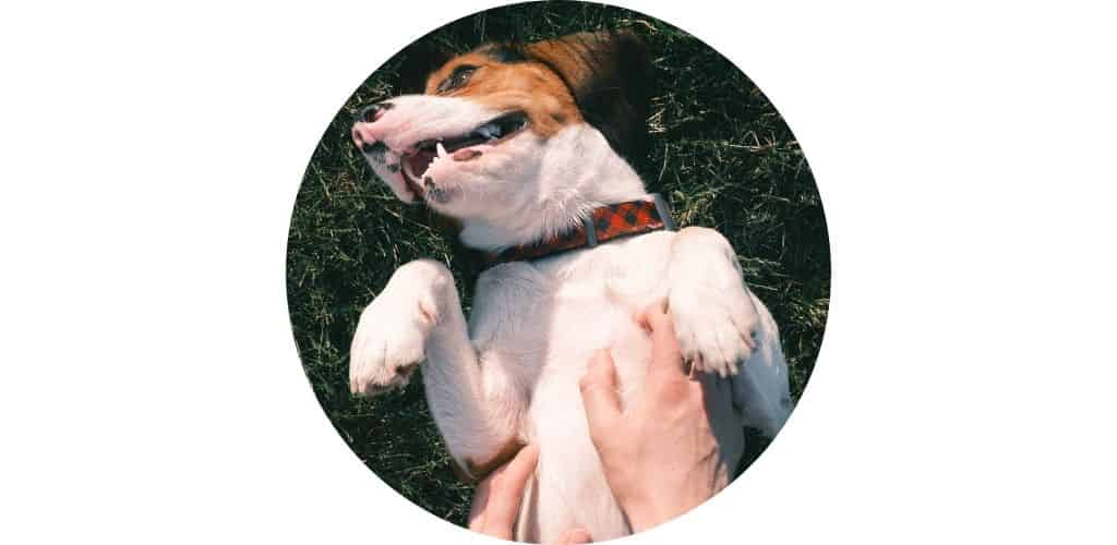 Troubles digestifs du chien