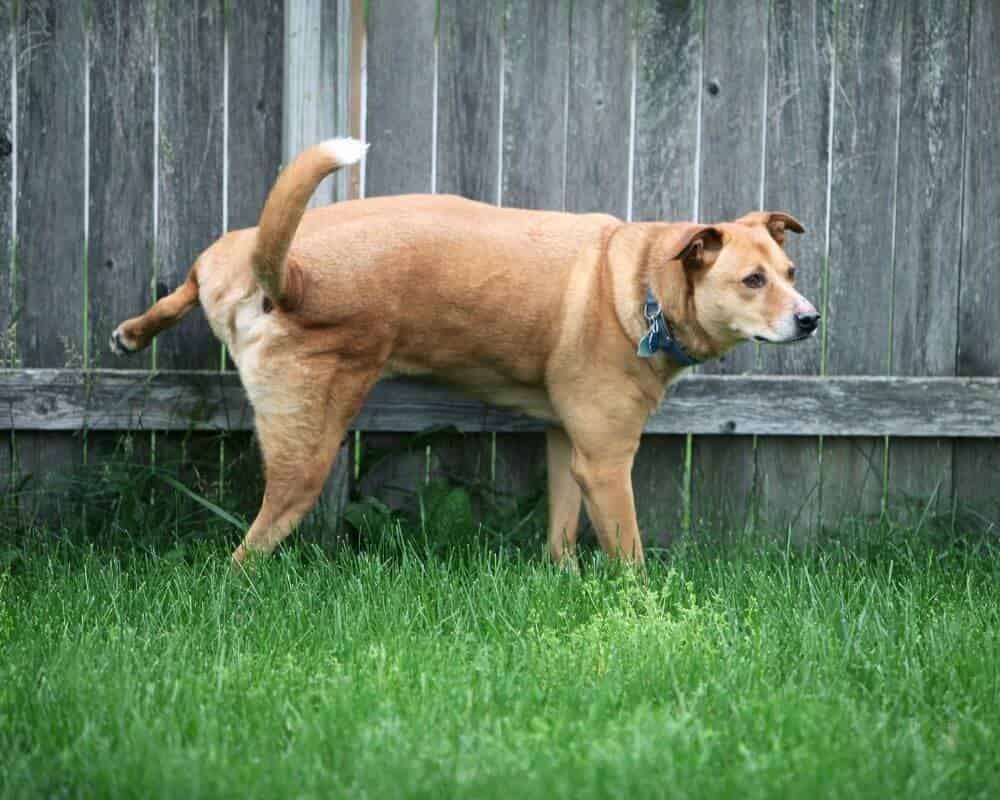 Cristaux dans les urines de chien
