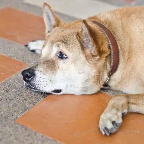 Comment savoir si son chien a des cristaux dans les urines ?
