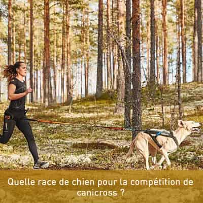 Quelle race de chien pour la compétition de canicross ?