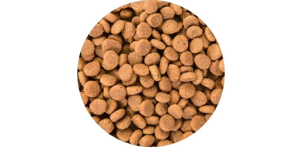 Distributeur automatique de croquettes pour chien
