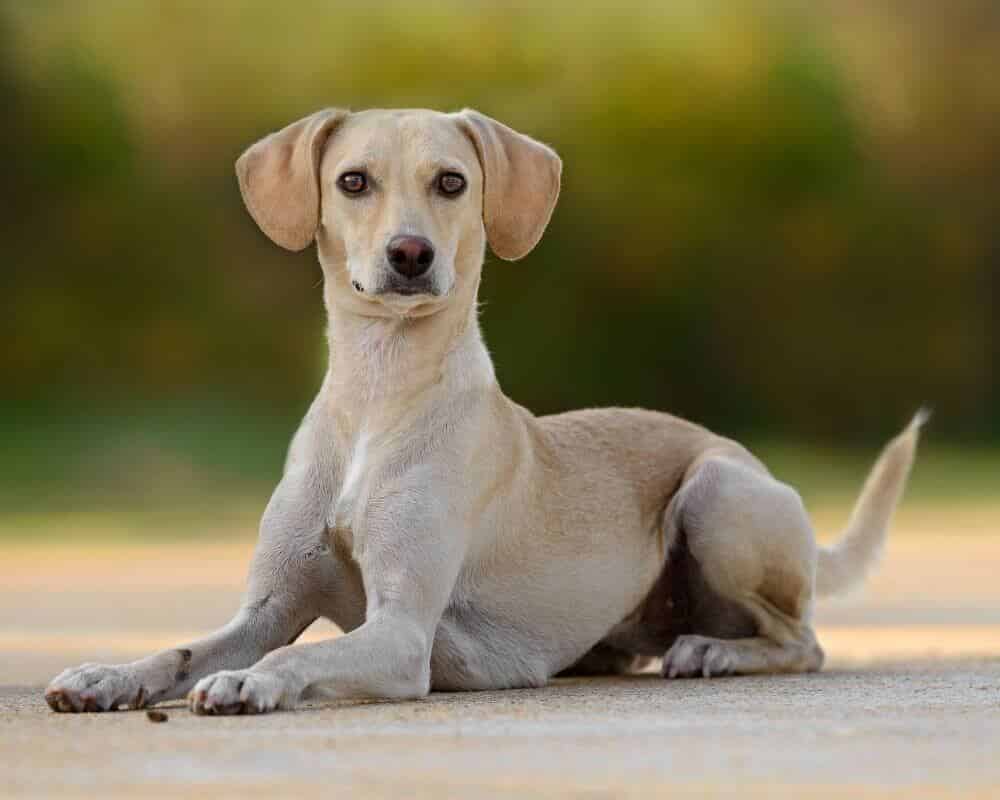 Comment savoir si ma chienne est en ovulation ?