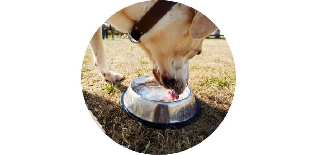 Gamelle pour chien et écuelle