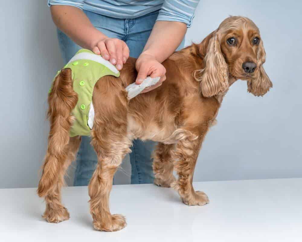 Comment mettre une couche à un chien ?