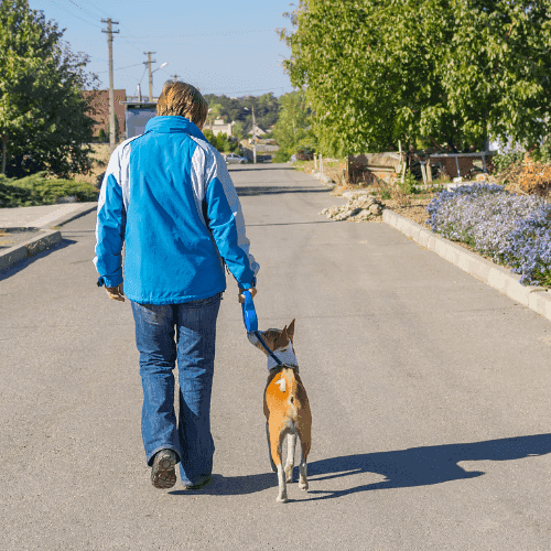 Pourquoi mettre une couche à un chien ?