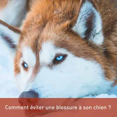 Comment éviter une blessure à son chien ?