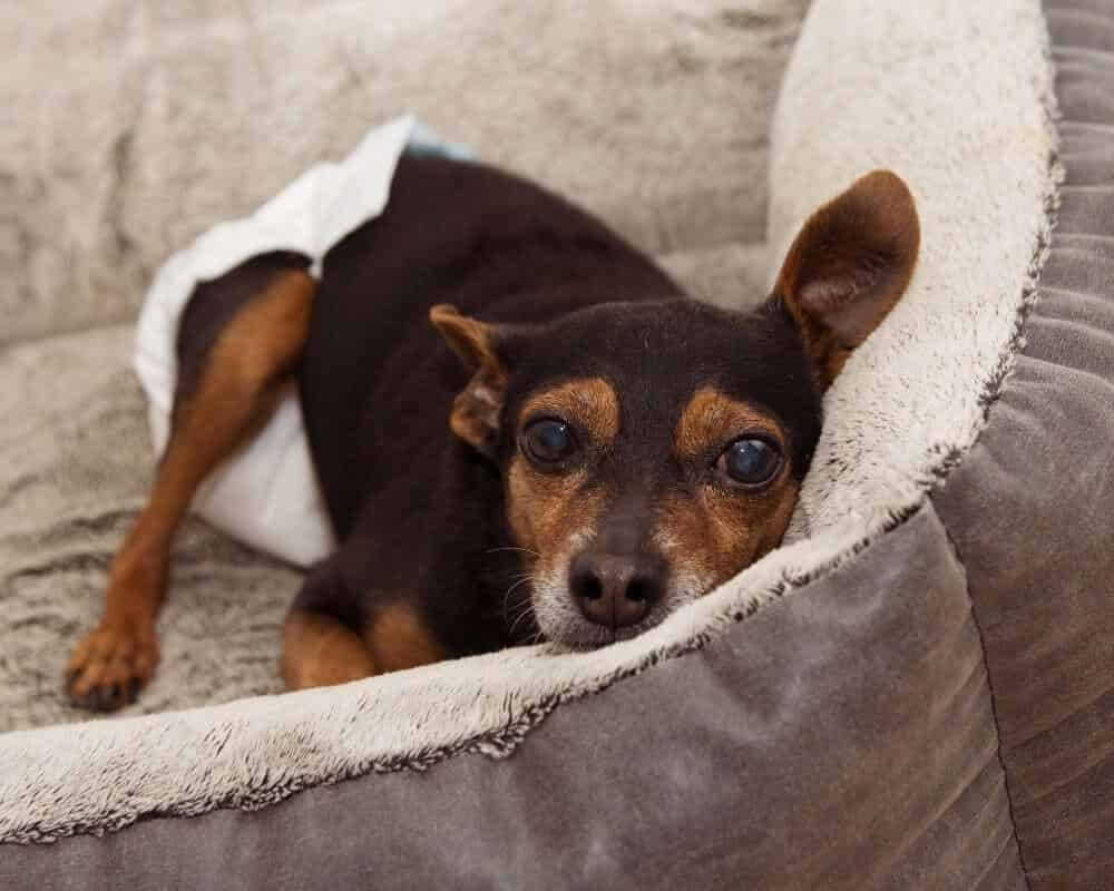 Quelle couche pour un chien ?