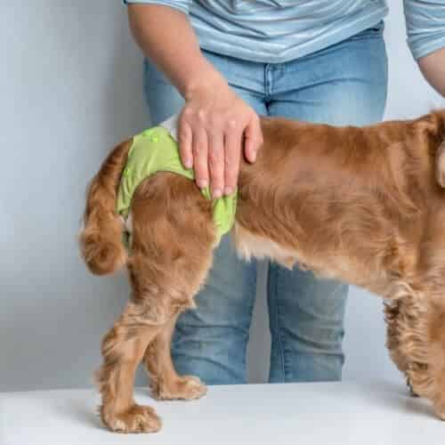 Combien de temps un chien peut-il garder sa couche ?