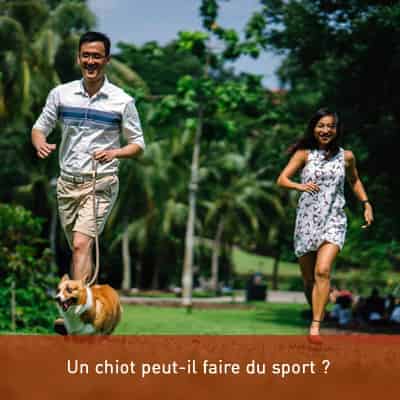 Un chiot peut-il faire du sport ?