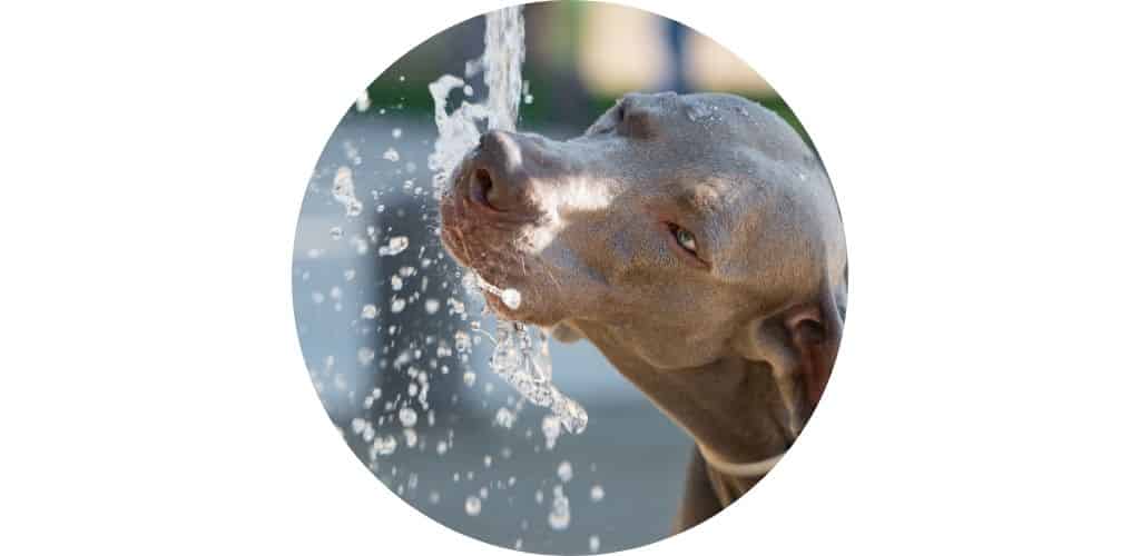Distributeur eau abreuvoir automatique