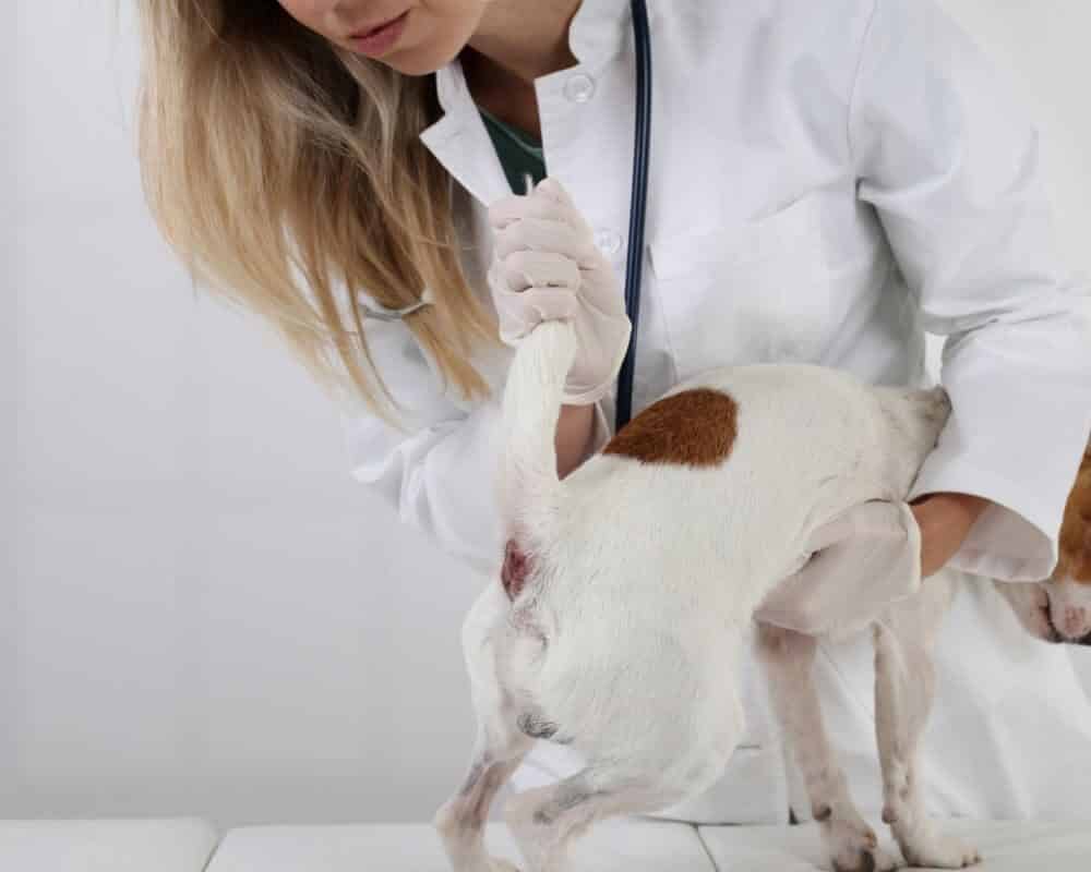 À quoi servent les glandes anales chez le chien ?