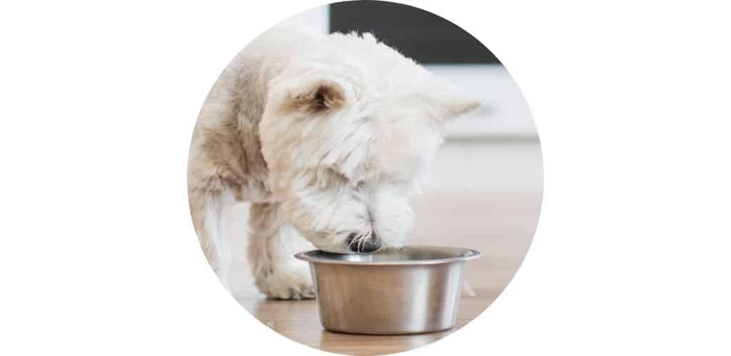 Gamelle pour chien et écuelle