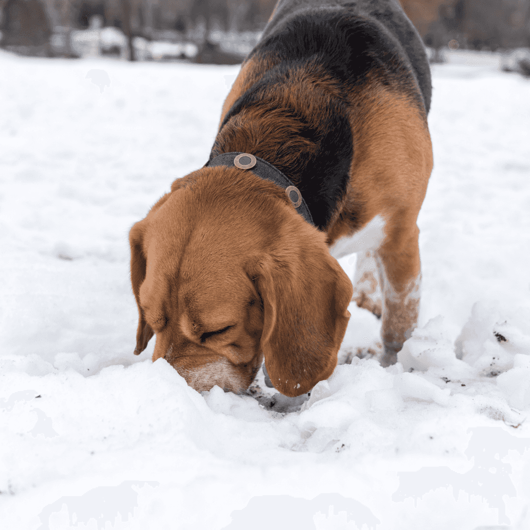 L'ingestion de la neige