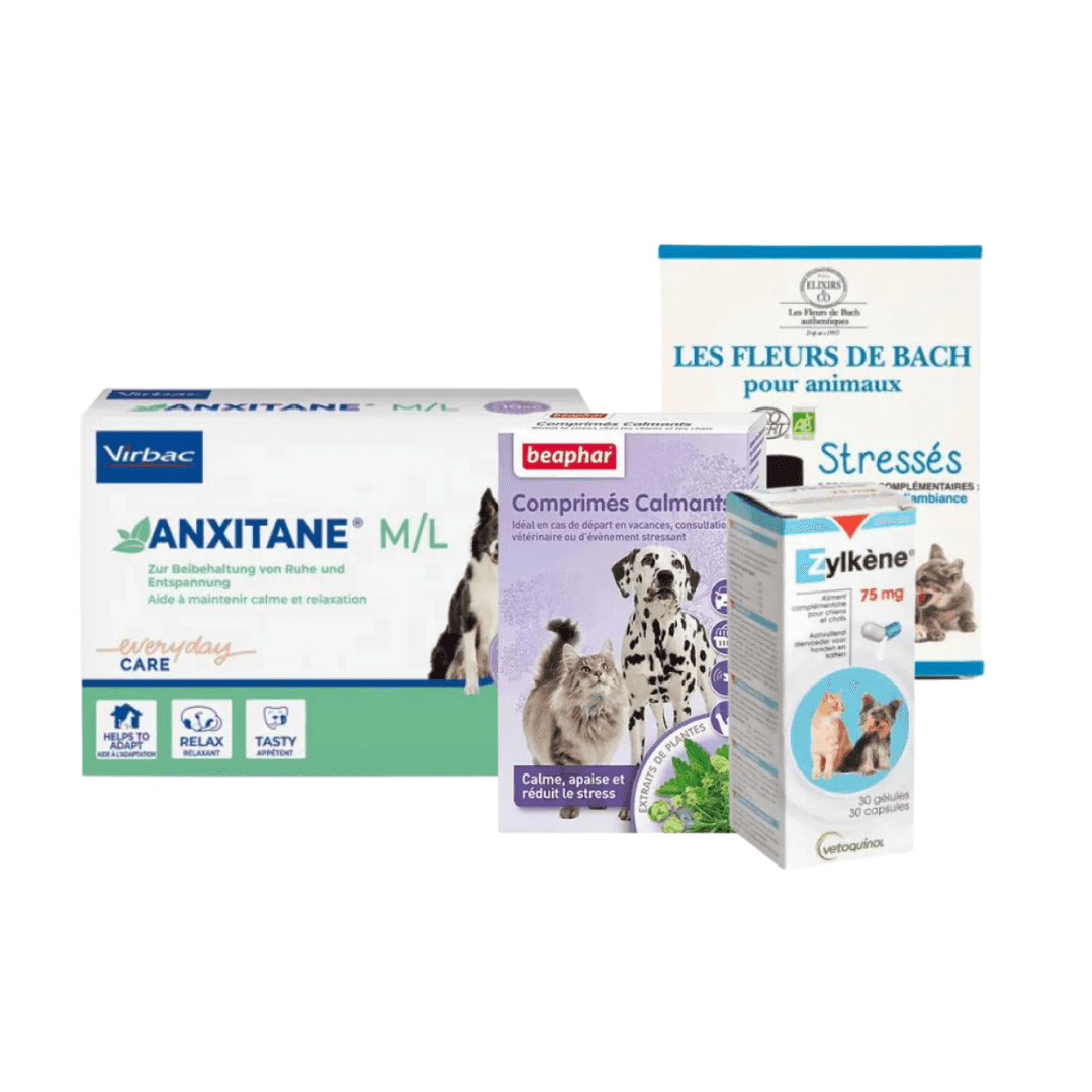 Stress anxiété du chat