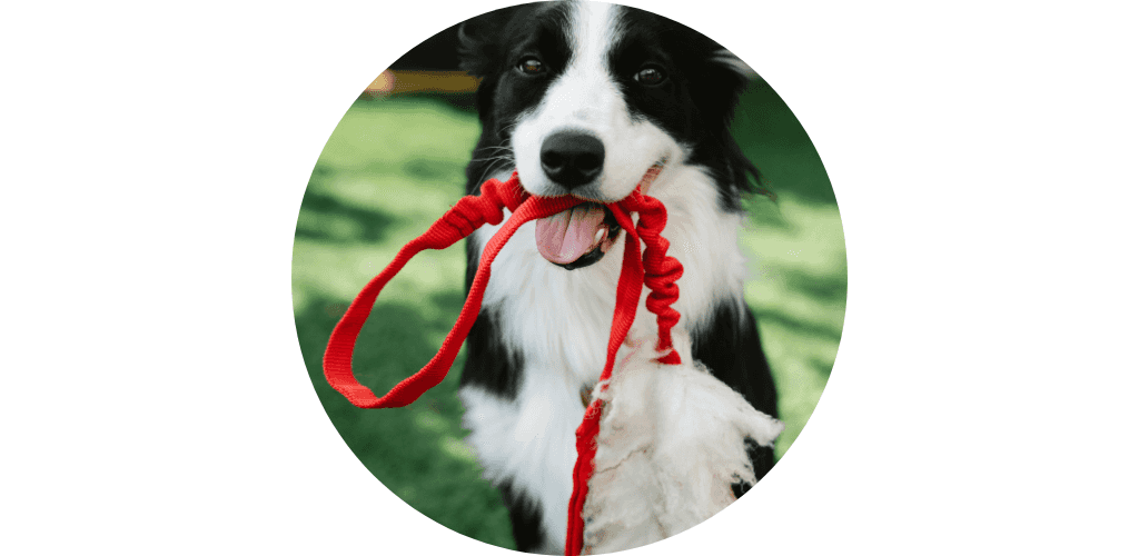 Longe pour chien