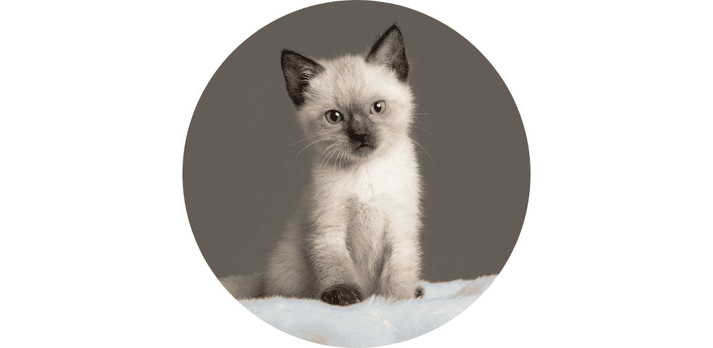Croquettes pour chaton