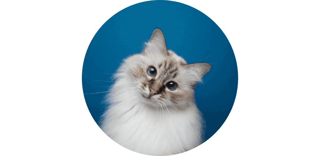 Stress anxiété du chat