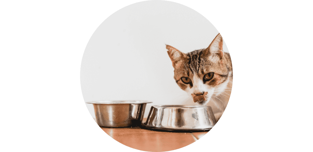 Gamelle pour chat
