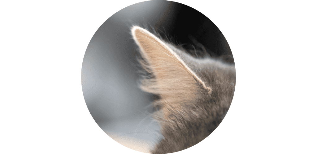 Soin des oreilles du chat